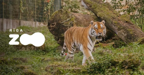 Grupa (10 + personas) vienā apmeklējuma reizē. Rīga ZOO apmeklējums - Vasaras sezona (No 1.05.26 līdz 11.10.26.)