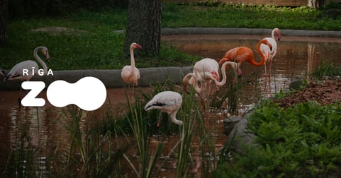 Dāvanu karte Rīga ZOO apmeklējumam