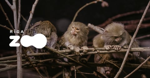 Goda ģimenes abonements Rīga ZOO apmeklējumam